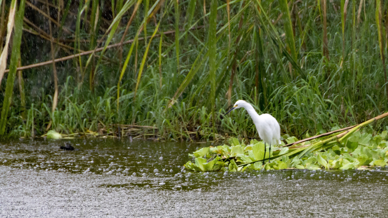 20171230 008   Tortuguero National Park, Puerto Limon, Limon, Costa Rica